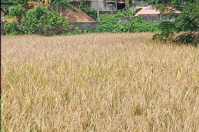 College-Kathirotsavam